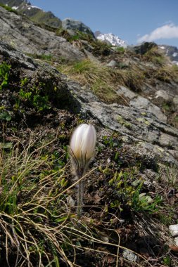 Alp çiçek: Pulsatilla vernalis