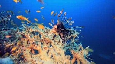 Aslan Balığı Yüzüyor. Sualtı aslan balığı (Pterois mil). Tropikal resif deniz altı deniz manzarası. Su altı mercan resifi sahnesi. Renkli mercan resifleri. Deniz yaşamı balık bahçesi.