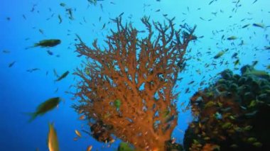 Deniz hayatı mercan bahçesi. Tropik balık resifi denizcisi. Yumuşak sert mercanlar deniz manzarası. Canlı mercan bahçesi. Resif mercan sahnesi. Güzel yumuşak mercan. Deniz Resifi. 