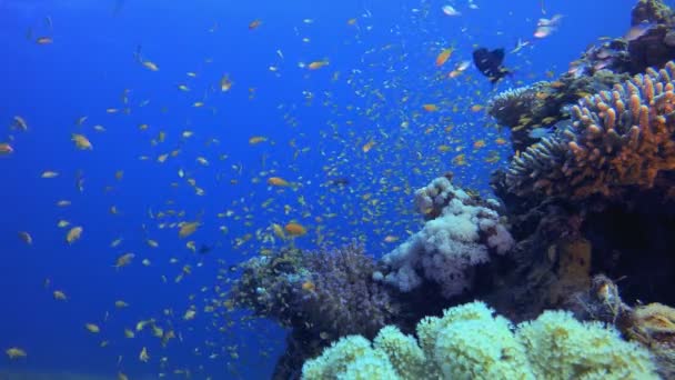 Recifes Coral Tropical Coloridos Peixes Subaquáticos Tropicais Subaquático Recife Peixe — Vídeo de Stock