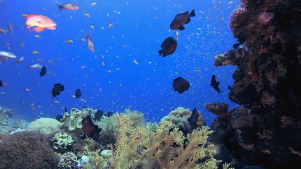 珊瑚花园水下鱼类 热带水下海鱼 海底鱼类礁海洋 软而硬的珊瑚水下鱼类花园礁 珊瑚花园海景 — 图库视频影像