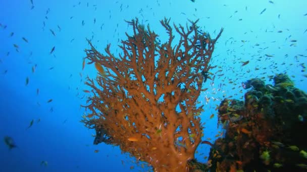 サンゴ礁と水中魚 水中のカラフルな海の魚 熱帯サンゴ礁の海 サンゴの熱帯生活 サンゴの庭の風景です 青い水の背景 — ストック動画
