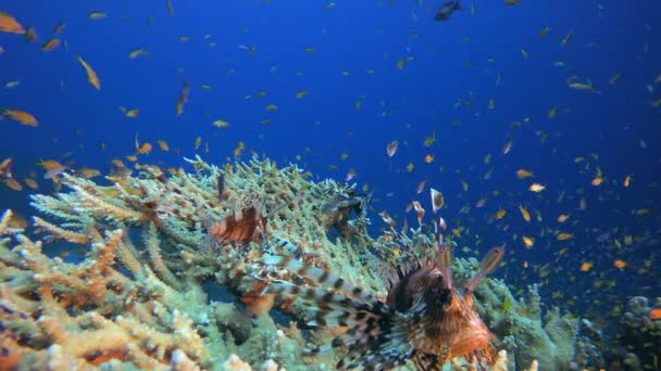 狮子鱼 水下狮子鱼 Pterois英里 热带珊瑚礁海洋水下海景 海底珊瑚礁的场景 五彩斑斓的珊瑚礁海洋生物鱼园 — 图库视频影像