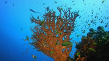 Tropik sualtı balığı. Su altı balık resifi denizcisi. Su altı deniz balığı. Mercan bahçesi deniz manzarası. Resif mercan sahnesi