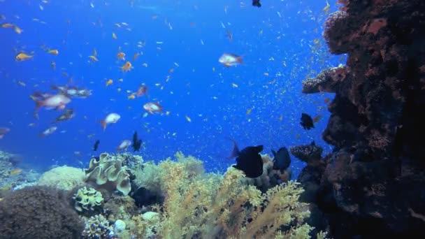珊瑚礁水下珊瑚花园 热带水下海鱼 海底鱼类礁海洋 海底鱼 珊瑚花园海景 珊瑚礁景观 — 图库视频影像