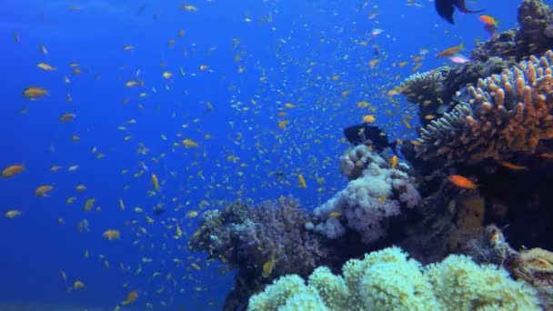 海底の海の風景 熱帯の水中魚 水中魚礁海洋 水中魚 サンゴの庭の風景です サンゴ礁の風景 — ストック動画