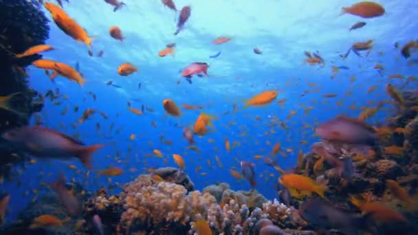 鱼的风景 软硬珊瑚海景 充满活力的珊瑚花园 五彩缤纷的水下氛围漂亮的软珊瑚海洋珊瑚礁 — 图库视频影像