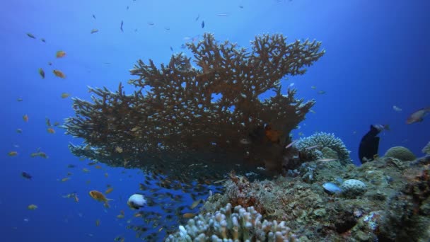 Arrecife Peces Tropicales Marinos Corales Blandos Duros Jardín Coral Vibrante — Vídeo de stock