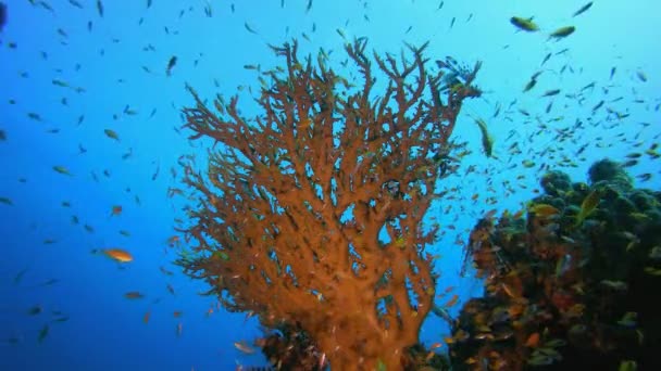 Tropische Unterwasserfische Unterwasser Fischriffe Marinen Unterwasserfische Korallengarten Szene Mit Riffkorallen — Stockvideo