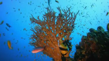 Tropik sualtı resif balığı. Mercan bahçesi deniz manzarası. Mavi su arka planı. Mavi turkuaz deniz suyu dalgaları. Renkli tropikal mercan resifleri.