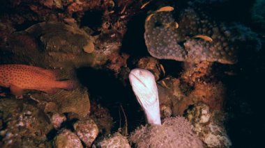 Tropik Sualtı Yellow Moray. Tropik sualtı sarı ağız moray (Gymnothorax nudivomer). Deniz hayatı balık bahçesi. Kızıl deniz moray. Tropik sualtı resifi. Renkli tropikal mercan resifleri.