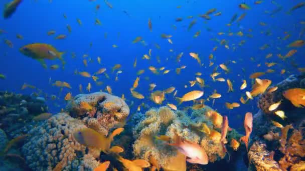 Peixes Subaquáticos Tropicais Recifes Corais Tropicais Coloridos Recifes Cena Vida — Vídeo de Stock