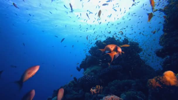 Korallengarten Blauer Wasserhintergrund Blaues Türkisfarbenes Meerwasser Wogt Farbenfrohe Tropische Korallenriffe — Stockvideo