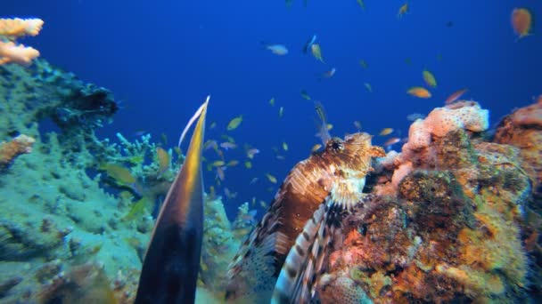 Подводная Красочная Морская Рыба Морской Пехотинец Кораллы Тропическая Жизнь Морской — стоковое видео