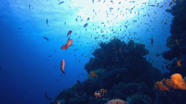 Peixe Marinho Colorido Subaquático Fuzileiro Tropical Recifes Corais Vida Tropical — Vídeo de Stock