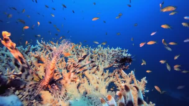 Peces Marinos Tropicales Submarinos Arrecife Submarino Peces Marinos Corales Blandos — Vídeos de Stock