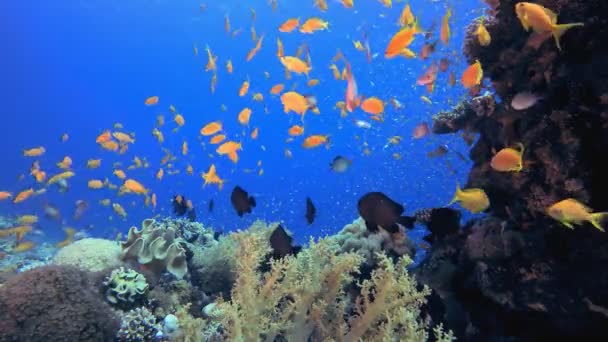水中魚 カラフルな水中の海の風景です 熱帯魚礁海洋 水中魚 熱帯魚礁海洋 — ストック動画