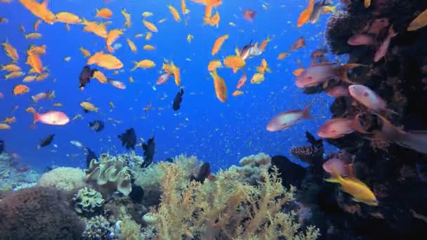 Onderwater Zeevissen Kleurrijk Onderwater Zeegezicht Tropische Visrifzee Onderwater Zeevissen Tropisch — Stockvideo