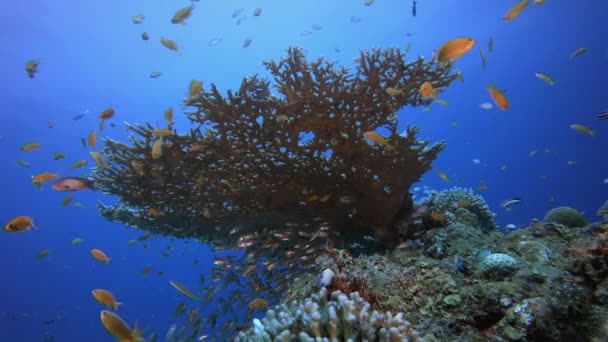 Peces Marinos Submarinos Arrecife Peces Tropicales Marinos Colorido Paisaje Marino — Vídeo de stock
