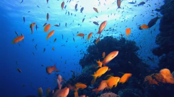 Podwodny Ogród Rybny Koralowy Tropikalne Podwodne Ryby Morskie Kolorowa Tropikalna — Wideo stockowe