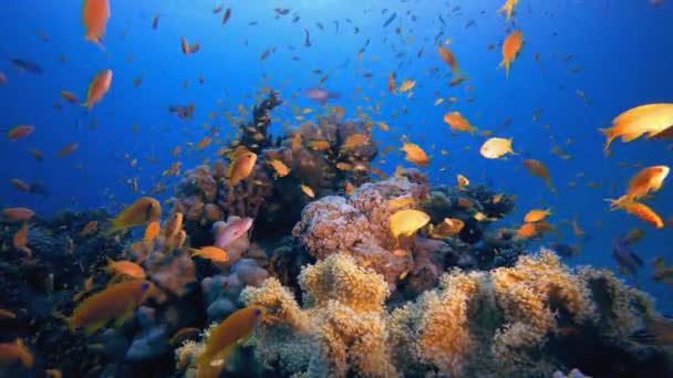 水底橙鱼景观 热带多彩的水下海景 水下鱼类花园礁 珊瑚礁场景 珊瑚花园海景 — 图库视频影像