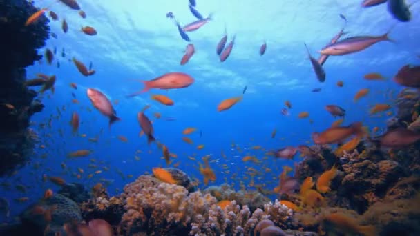 Vida Submarina Tropical Tropical Colorida Paisaje Tropical Submarino Colorido Arrecife — Vídeos de Stock
