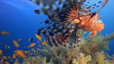 Sualtı Tropikal Aslan Balığı. Sualtı aslan balığı (Pterois mil). Tropikal resif deniz altı deniz manzarası. Su altı mercan resifi sahnesi. Renkli mercan resifleri. Deniz yaşamı balık bahçesi.