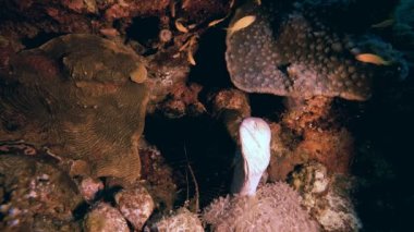 Su altı Yellow Tropikal Moray. Tropik sualtı sarı ağız moray (Gymnothorax nudivomer). Deniz hayatı balık bahçesi. Kızıl deniz moray. Tropik sualtı resifi. Renkli tropikal mercan resifleri.