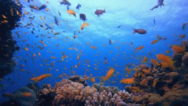 海底热带鱼 热带水下海鱼 海底鱼类礁海洋 软而硬的珊瑚水下鱼类花园礁 珊瑚花园海景 — 图库视频影像