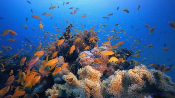 海底热带珊瑚礁 海底鱼 五彩斑斓的水下海景 热带鱼礁海洋 海底鱼 热带鱼类礁海洋 — 图库视频影像