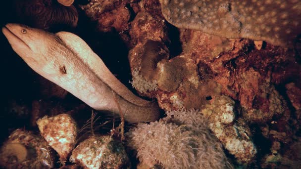 黄嘴莫雷 热带水下黄嘴海燕 Gymnothorax Nudivomer 海洋生物鱼园 红海的停尸房热带水下暗礁五彩斑斓的热带珊瑚礁 — 图库视频影像