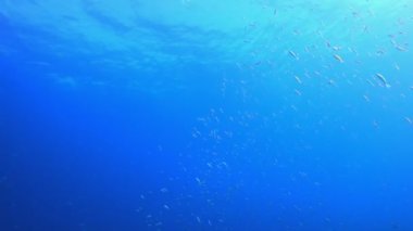 Mavi Deniz Suyu ve Tropikal Balık. Tropik sualtı balığı. Su altı balık resifi denizcisi. Yumuşak ve sert mercanlar. Su altı balık bahçesi resifi. Mercan bahçesi deniz manzarası. 