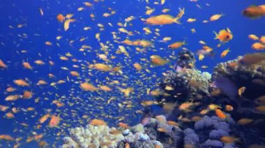 Mavi Portakal Balığı. Su altı deniz balığı. Tropik balık resifi denizcisi. Renkli sualtı deniz manzarası. Resif mercan sahnesi. Mercan bahçesi deniz manzarası. Renkli tropikal mercan resifleri.