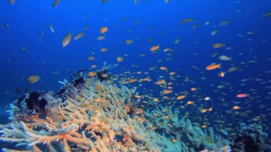 Mavi Deniz Aslan Balığı. Sualtı tropikal renkli yumuşak sert mercanlar deniz manzarası. Su altı balık resifi denizcisi. Tropik renkli sualtı deniz manzarası. 