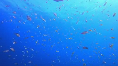 Blue Water arka planı Portakal Balığı. Mavi deniz suyu yüzeyi. Su altı mavi su hava kabarcıkları. Hava kabarcıkları mavi yüzey. Su altı mavi deniz suyu. Su altı mavi deniz suyu.