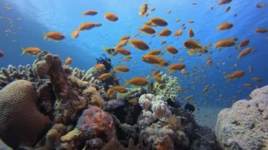 Sualtı Tropikal Mercan Bahçesi 'nde palyaço balığı. Mercan bahçesi balığı. Deniz dalgaları. Su altı dünyası hayatı. Tropik sualtı deniz manzarası. 