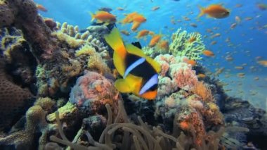 Sualtı Tropikal Resif Manzaralı Palyaço Balığı. Tropik sualtı balığı. Su altı balık resifi denizcisi. Su altı deniz balığı. Mercan bahçesi deniz manzarası. Resif mercan sahnesi. 
