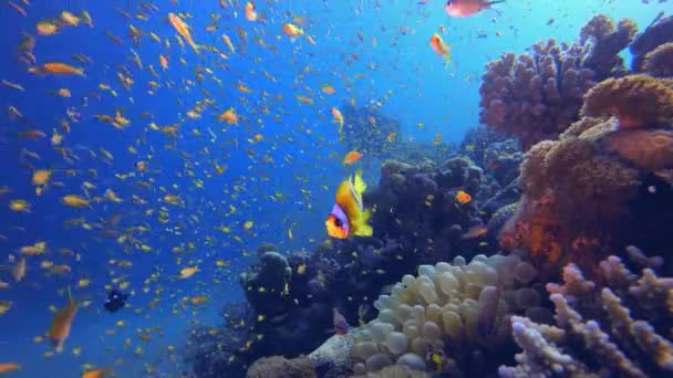 美丽的水下五彩斑斓的生活和潜水者 热带水下海鱼 海底鱼类礁海洋 海底鱼 珊瑚花园海景 珊瑚礁景观 — 图库视频影像