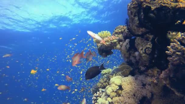 美丽的热带珊瑚花园 热带多彩的水下海景 水下鱼类花园礁 珊瑚礁场景 珊瑚花园海景 — 图库视频影像