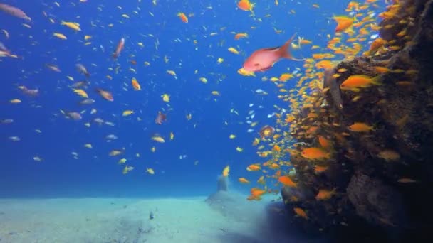 Schöner Coral Garden Tropische Unterwasserfische Farbenprächtiges Tropisches Korallenriff Szenenriff Meereslebewesen Stock-Filmmaterial