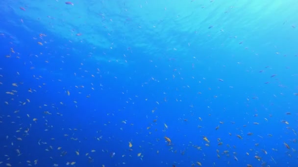 青い海と熱帯魚熱帯の青い水 海の波 青い水の背景 水面の海水 青いターコイズブルーの海の波 — ストック動画