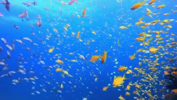 青い水の背景オレンジ魚 サンゴ礁のシーン サンゴの庭の風景です カラフルな熱帯のサンゴ礁 鮮やかな珊瑚の庭 — ストック動画