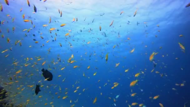 Blauer Wasserhintergrund Und Tropische Fische Tropisch Blaues Meerwasser Korallengarten Meereswellen lizenzfreies Stockvideo