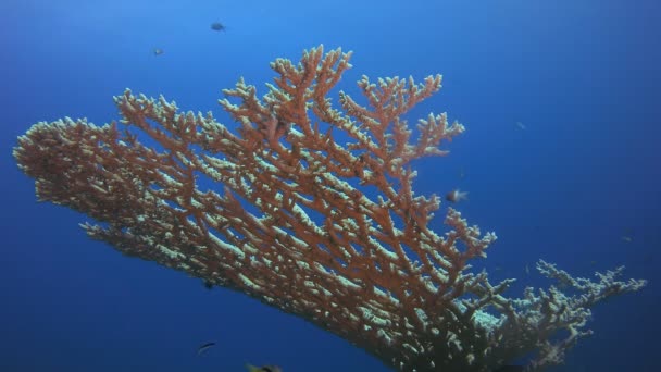 Blauer Wasser Hintergrund Hard Coral Tropische Unterwasserlandschaft Blaues Türkisfarbenes Meerwasser lizenzfreies Stockvideo