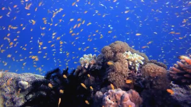 Blue Water Coral Reef Fische Szene Aus Riffkorallen Korallengarten Bunte lizenzfreies Stockvideo