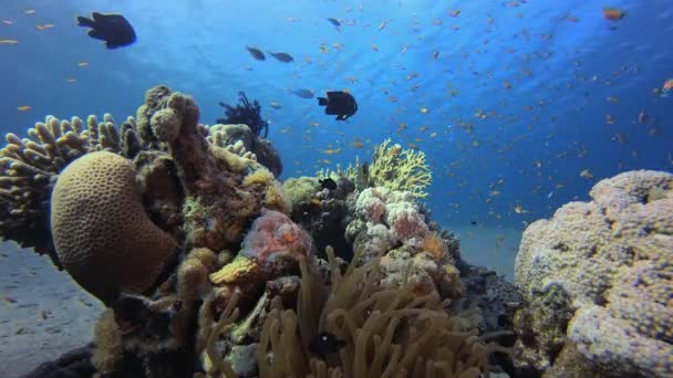 Mořský Útes Klaunů Pod Vodou Podvodní Tropické Barevné Měkké Tvrdé — Stock video