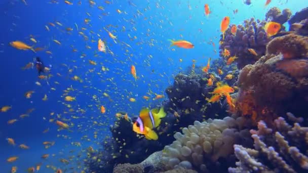 Clownfish Tropical Orange Fish Inglês Cenário Dos Peixes Corais Suaves — Vídeo de Stock