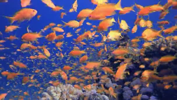 Bunte Fische Unter Wasser Glückliche Orangefarbene Fische Unter Wasser Bunte Videoclip
