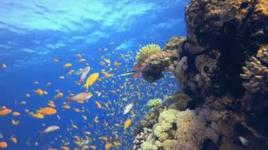 Renkli Su altı Resifi. Su altı renkli deniz balığı. Tropik resif denizcisi. Mercanlar tropikal yaşam. Mercan bahçesi deniz manzarası. Mavi su arkaplanı. 