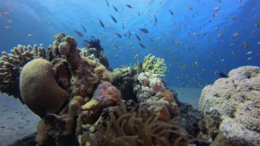 Mercan resifi Deniz Canlısı Palyaço Balığı. Su altı deniz balığı. Renkli sualtı deniz manzarası. Tropik balık resifi denizcisi. Su altı deniz balığı. Tropikal balık resifi denizcisi. 